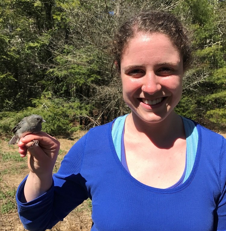 Abby Kimmitt hold a female resident junco at her field site near University of Virginia’s Mountain Lake Biological Station in Pembroke, VA. Photo Credit: Kaitlin Alford.