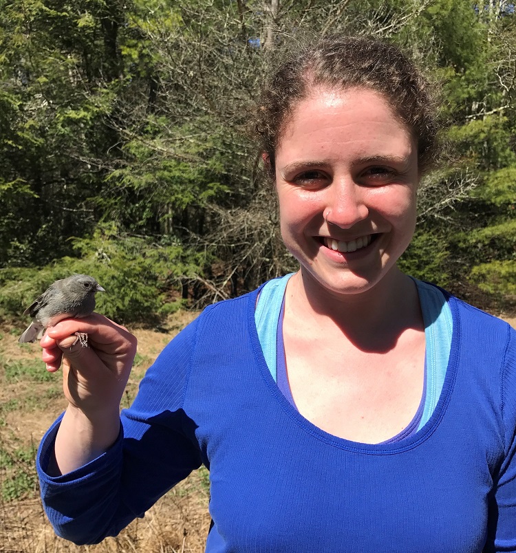 Abby Kimmitt hold a female resident junco at her field site near University of Virginia’s Mountain Lake Biological Station in Pembroke, VA. Photo Credit: Kaitlin Alford.