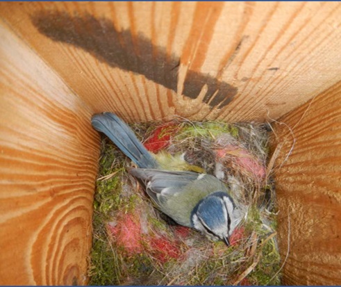 Photo by Victoria Pattison-Willits ¬-- A female Blue tit on her nest. She will incubate up to 15 eggs for a period of 12-15 days – no mean feat for a bird that weighs 10g and each egg weighs about one tenth her body weight!