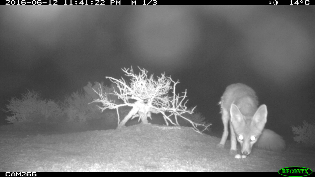 A kit fox consuming snowy plover eggs. Remote cameras allowed for the identification of nest predators.