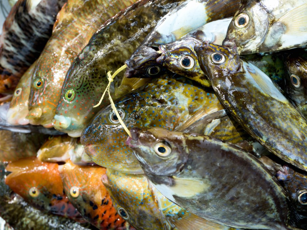Fisheries catch of reef herbivores (rabbitfish and parrotfish) in Seychelles (credit: James Robinson)