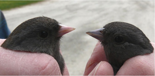 A side-by-side comparison of a migrant (left) and a resident (right) dark-eyed junco. One distinguishable difference between the subspecies is bill coloration: migrants have a pink bill whereas residents have a blue-gray bill. Photo from Adam Fudickar.