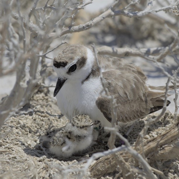 A female snowy plover with a newly hatched chick in the nest cup. Chicks leave the nest within hours after hatching.