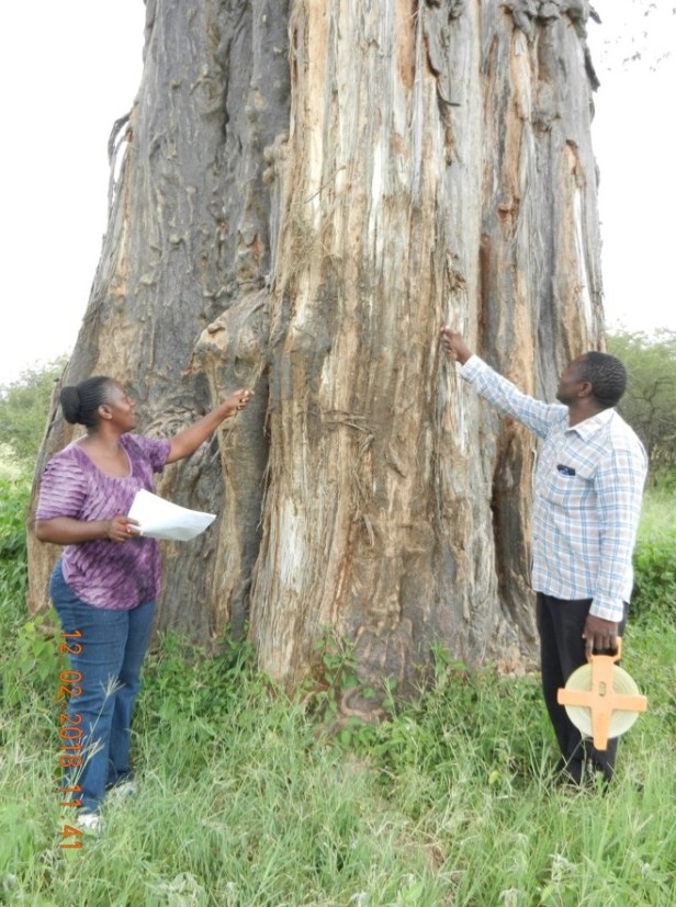 Upendo Msalilwa and field assistant (Emilian Mayemba) assessing the baobab elephant debarking in Tarangire National Park, Tanzania (Photo by Geofrey Soka).