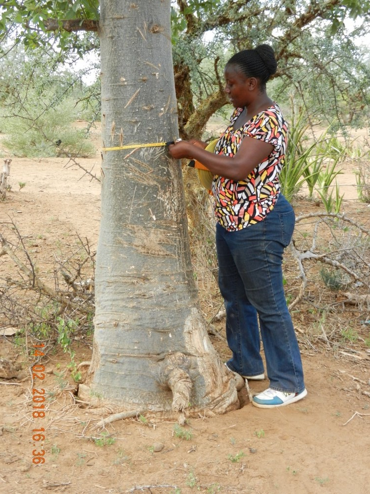 Upendo Msalilwa measuring the Diameter at Breast height of the baobab in Kilimanjaro region, Tanzania (Photo by Geofrey Soka)