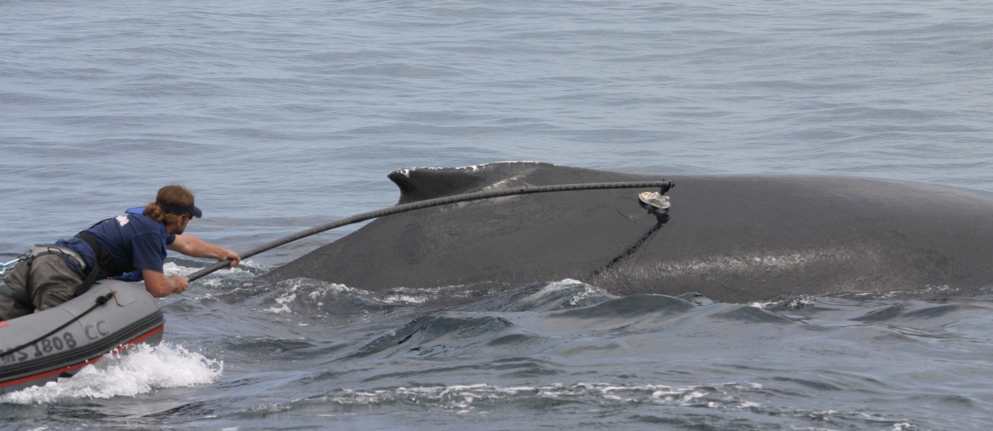 Ari Friedlaender deploying a motion-sensing tag on a humpabck whale in the North Atlantic. photo credit Mason Weinrich, collected under NMFS permit.