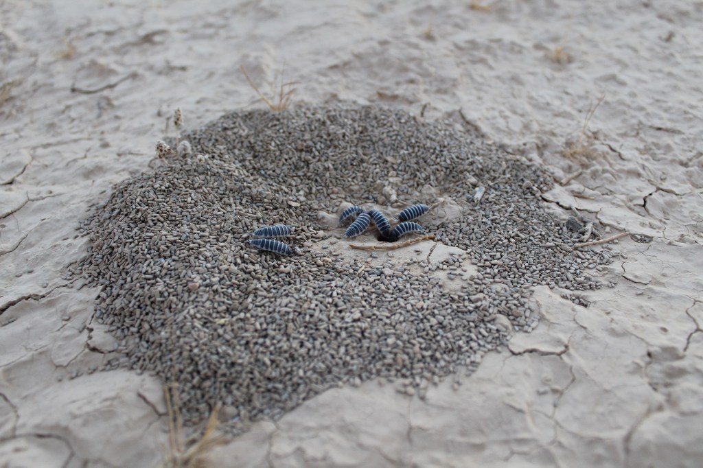 Isopod family – Isopod siblings returning to their burrow after foraging.