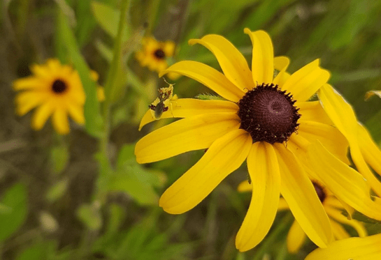 An ambush bug waits on the petals of a Black-Eyed Susan. Its colour is a similar yellow to the petals, increasing the likelihood it will catch unsuspecting prey. Credit: Julia Boyle