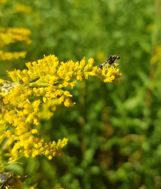 An ambush bug looks out from the tip of a blooming goldenrod. Individuals preferred goldenrod over Queen Anne’s Lace in lab habitat choice trials. Credit: Julia Boyle