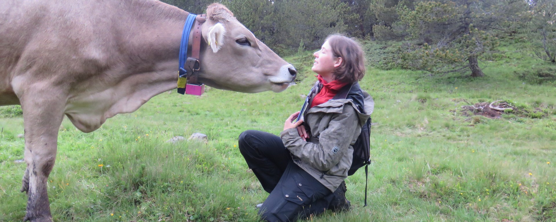 Caren Pauler enjoys working with cattle, especially in the harsh environmental conditions of her study area in the Swiss Alps (photo by Manuel Schneider).