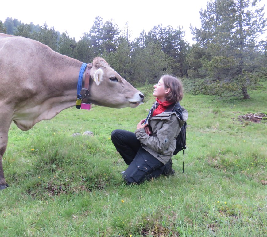 Caren Pauler enjoys working with cattle, especially in the harsh environmental conditions of her study area in the Swiss Alps (photo by Manuel Schneider).