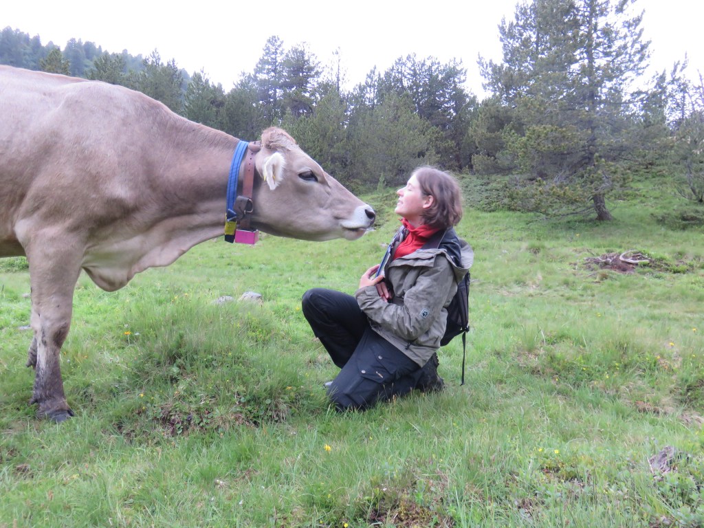 Caren Pauler enjoys working with cattle, especially in the harsh environmental conditions of her study area in the Swiss Alps (photo by Manuel Schneider).