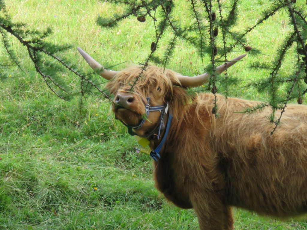 Highland cattle forage less selectively. Even larches (Larix decidua) and other woody plant species are part of their menu (photo by Caren Pauler).