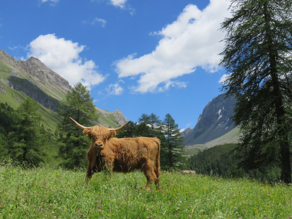 Highland cow, not caring about the scenery, but about forage plants of the biodiverse pastures of Alp Weissenstein where the study was conducted (photo by Caren Pauler).