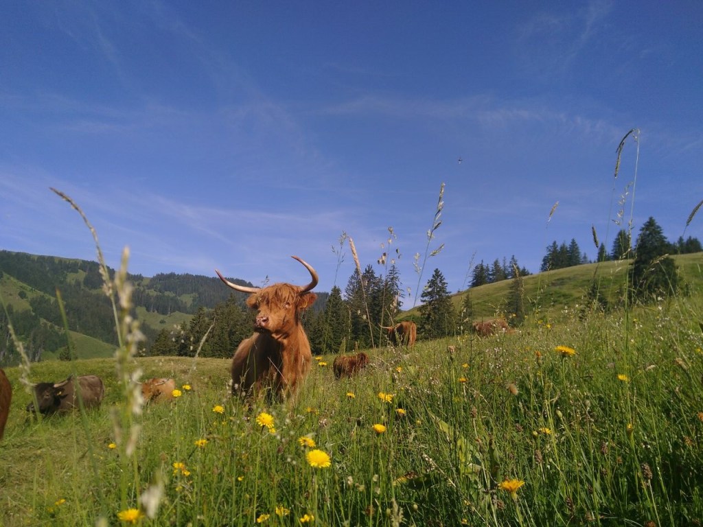 Low-productive Highland cattle are well suited to preserve the species richness of low-productive pastures (photo by Barbara Lengacher)