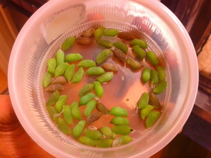 An assortment of P. aegeria pupae (photo by Olle Lindestad).