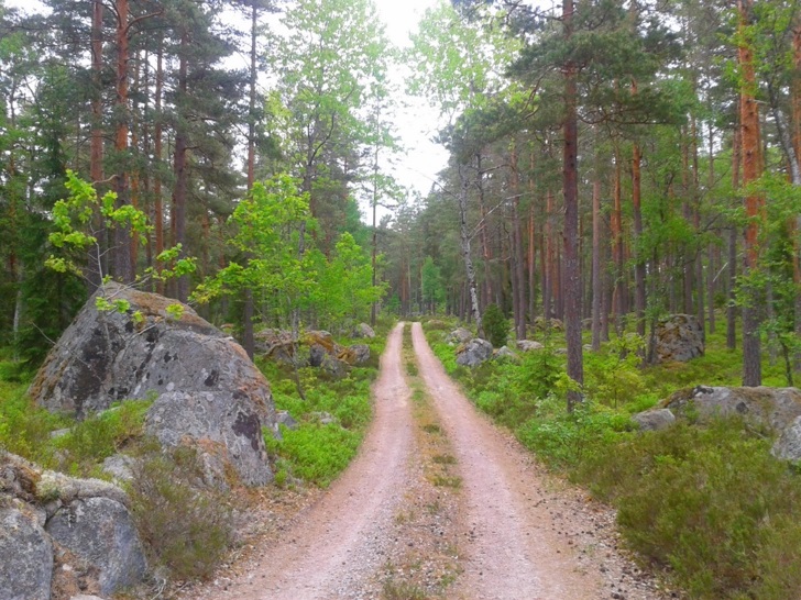 One of the sampling sites used by Olle and colleagues; a typical P. aegeria habitat in southern Sweden (photo by Olle Lindestad).