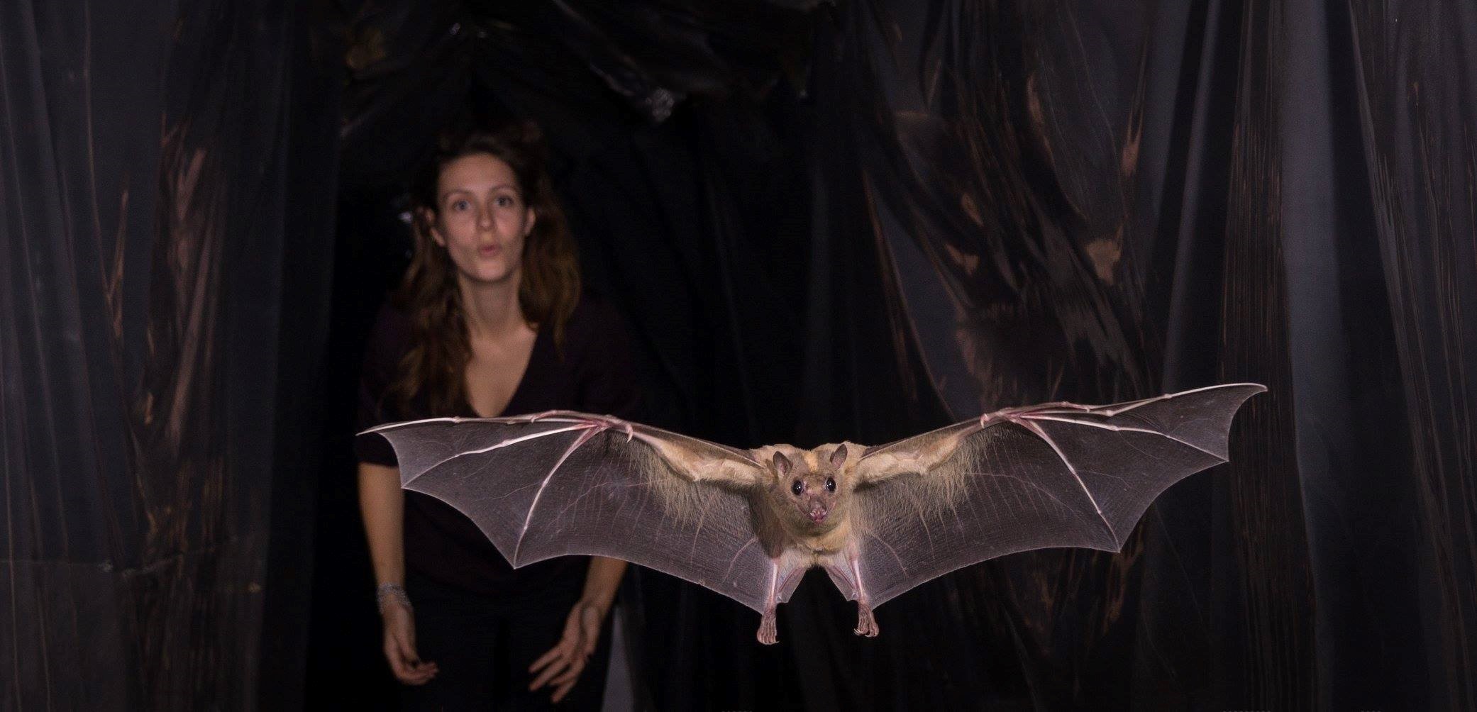 Dr. Currie releasing a Rousettus aegyptiacus Photo credit: Sasha Danilovich