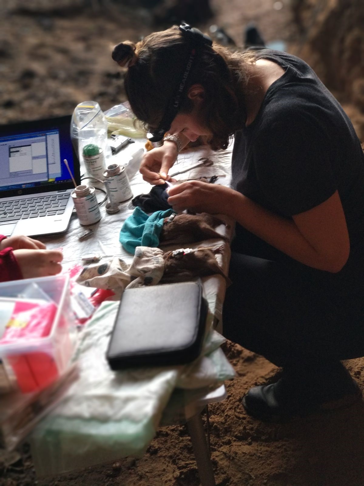Dr. Currie tagging Rousettus aegyptiacus with heart rate, accelerometry, and GPS loggers. Photo Credit: Lee Harten