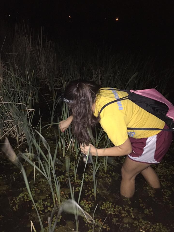 Searching for Cope’s gray tree frogs (Hyla chrysoscelis) at Teal Ridge Wetland in Stillwater, OK. Photo credit: Dalton Hanson