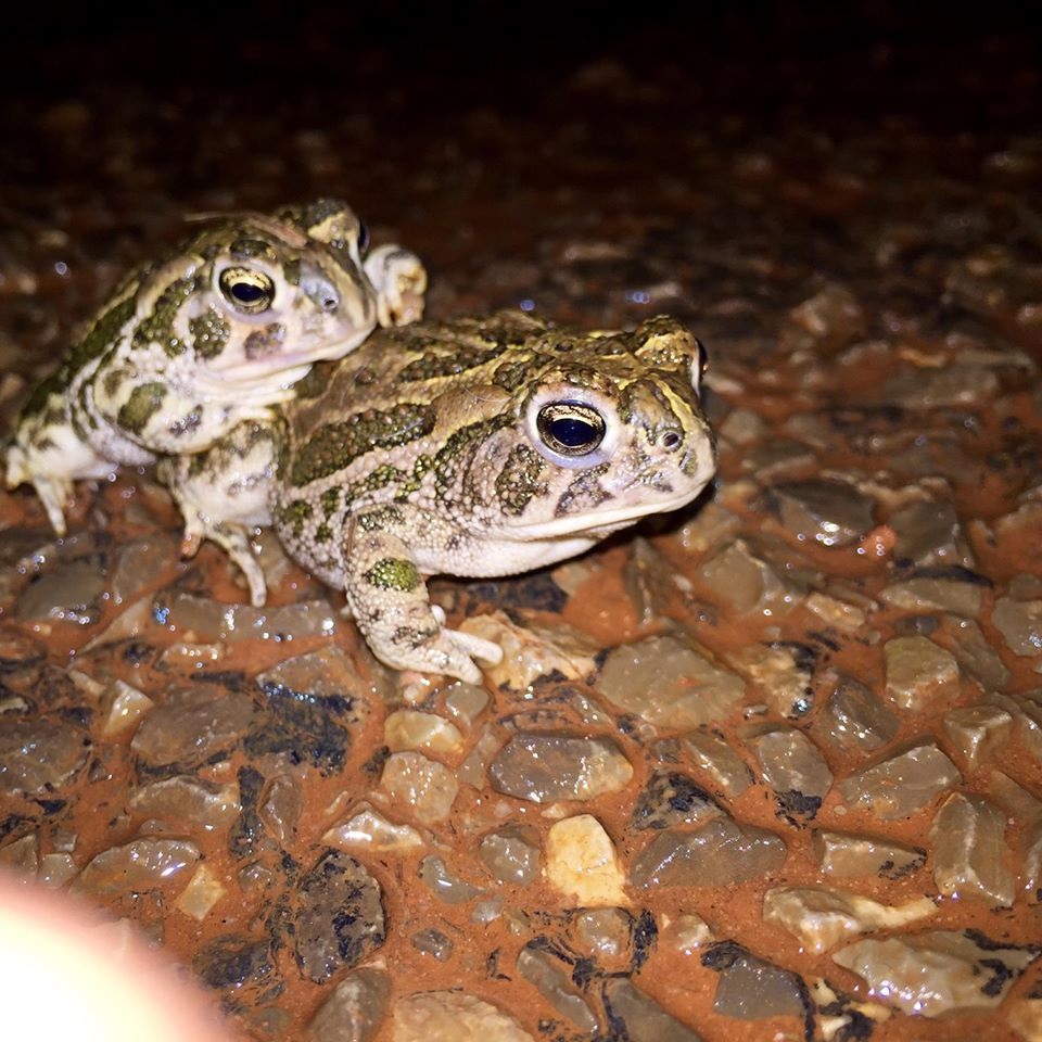 Pictured are two Great Plains toads (Anaxyrus cognatus) moving across a dirt road during a rainstorm. Photo credit: Elizabeth Mendoza