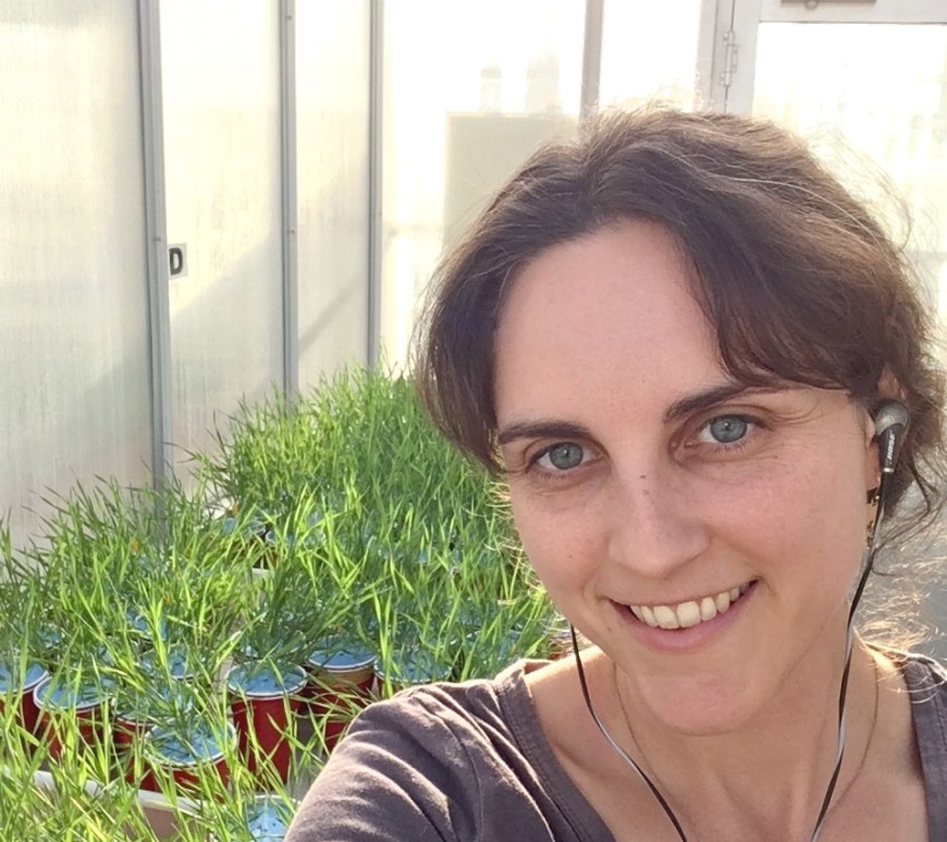 Casey Hall in the glasshouse, with the grass Brachypodium distachyon growing in hydroponics