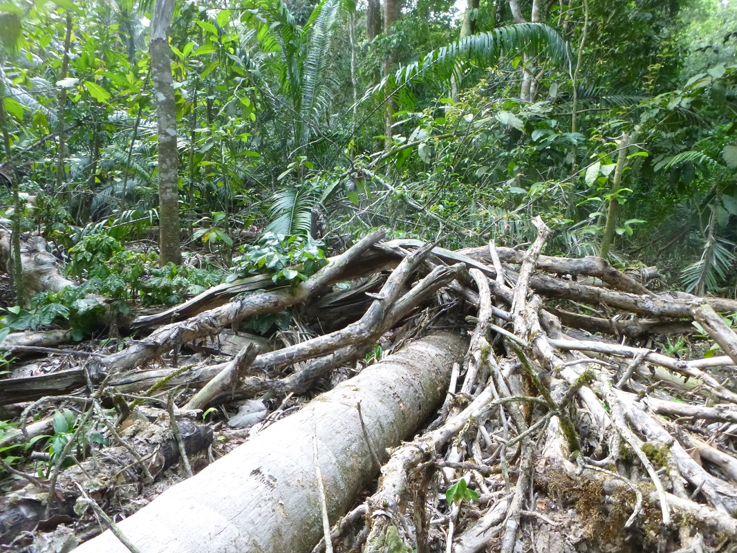 Tree fall (photo by Jennifer Jones)