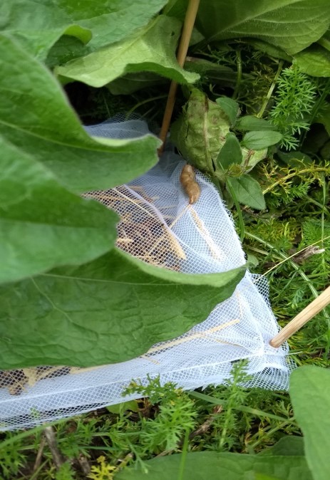 Litterbags decomposition experiment. Autumn 2017. Credit: Hugo Vincent
