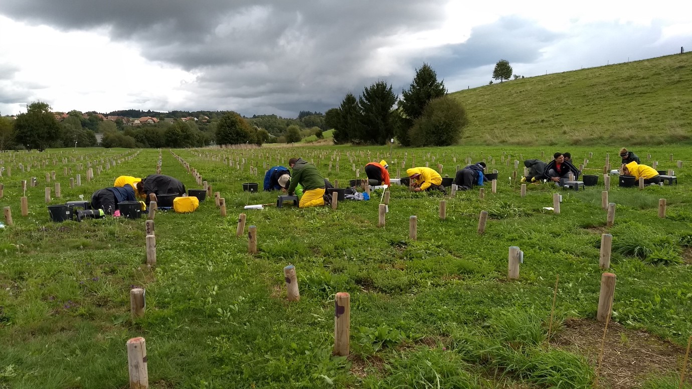 The PaNDiv experiment during the weeding. Credit: Hugo VincentThe PaNDiv experiment during the weeding. Credit: Hugo Vincent