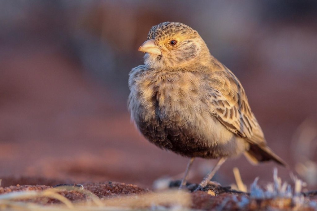 Zenon Czenze - Grey-backed sparrow-lark (photo by Marc Freeman)