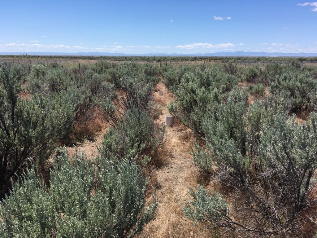 Big sagebrush (Artemisia tridentata) in Orchard common garden, Idaho (USA). The photograph shows the spatial arrangement of plants in the experimental site (photo by Andrii Zaiats).