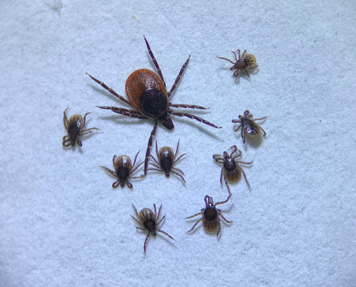 Ixodes ricinus female and 8 I. ricinus nymphs (© University of Leipzig).