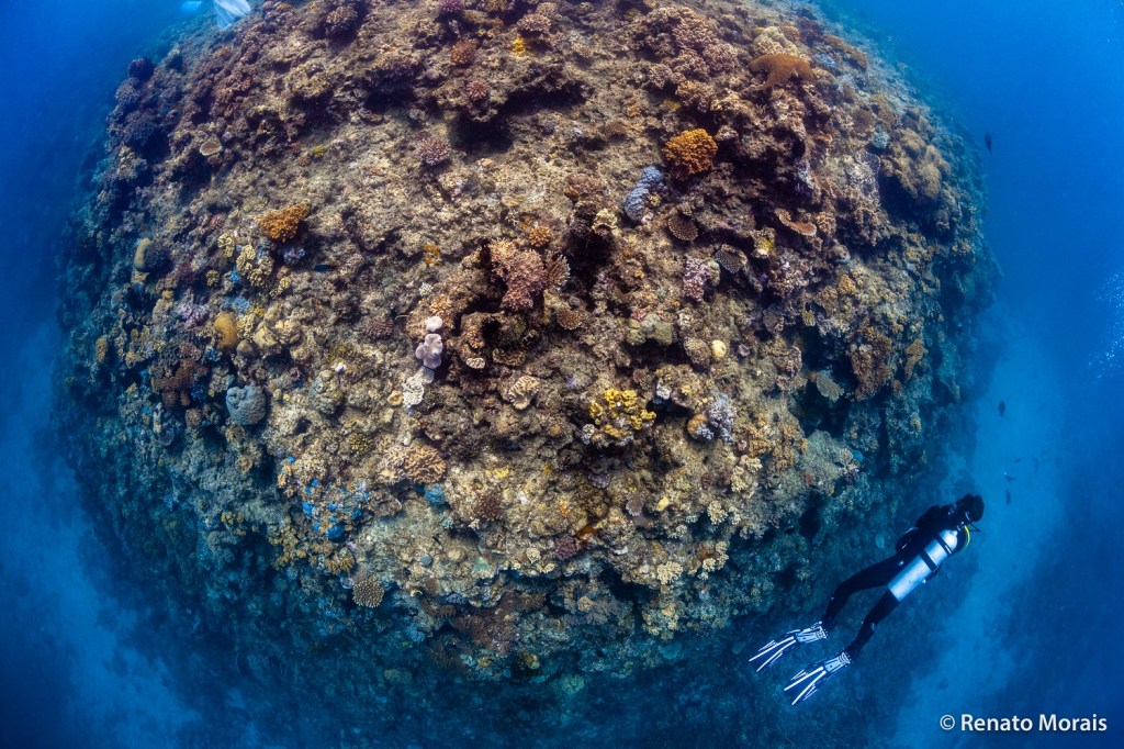 The studied reef has lost most of its coral cover due to two cyclones and two coral bleaching events. Despite some hard and soft coral colonies, most of the reef surface is covered in algal turfs, the favourite food of herbivorous reef fishes. Photo by Renato Morais.