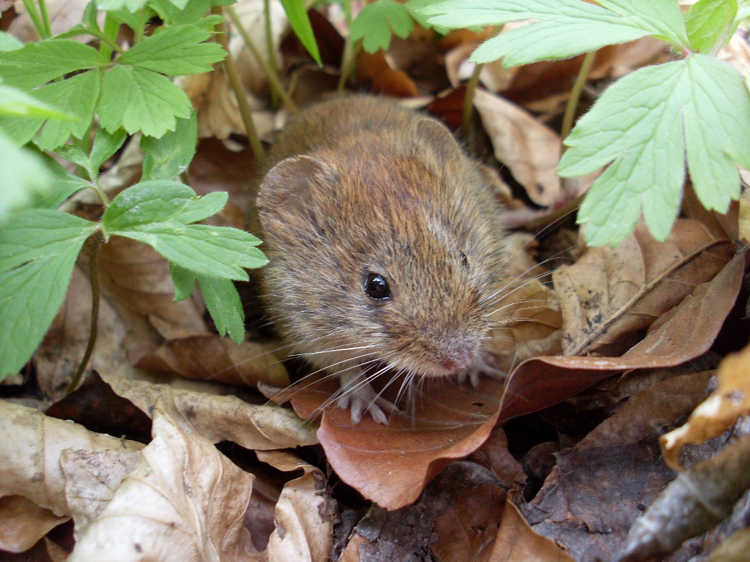 Bank vole (Clethrionomys glareolus) (© JKI).