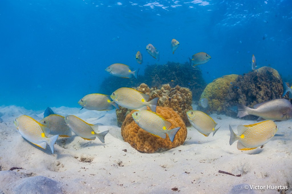 Herbivorous fishes have led the observed changes in the energetic functioning at this reef. The paper hypothesises that this is due to increases in food resources for this varied group of medium to large-sized fishes. Photo by Victor Huertas.
