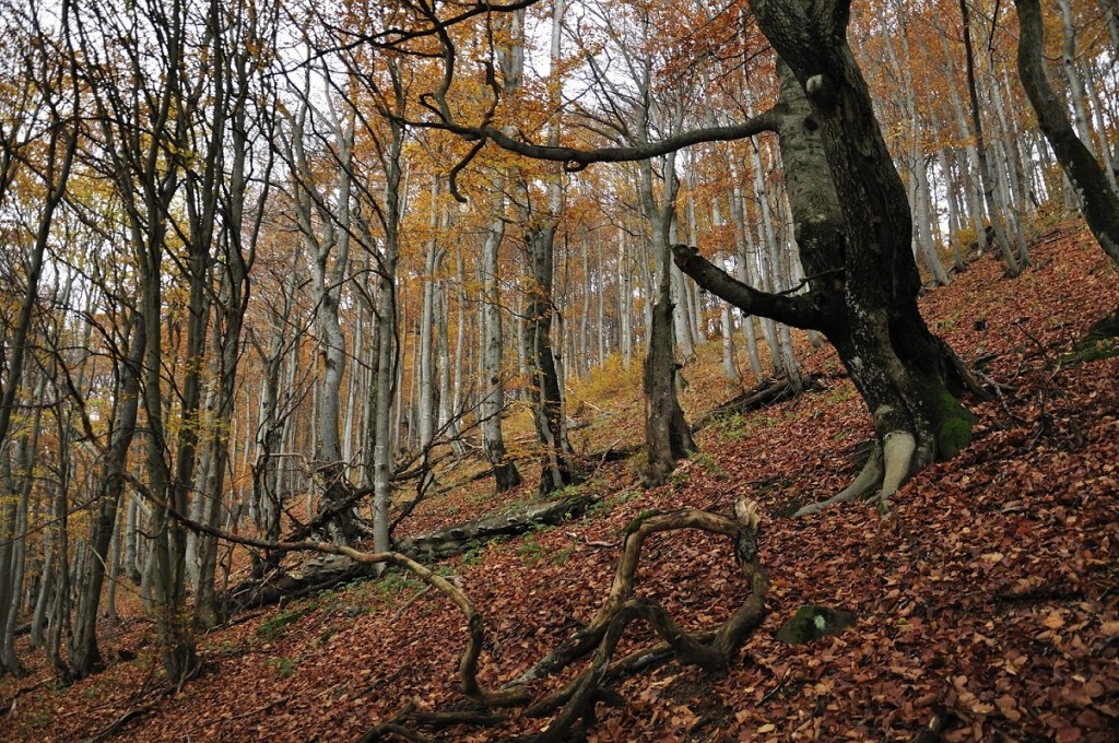 Beech forest in Bieszczady Mountains. Photo Credit: Julia & Staszek Pagacz. 