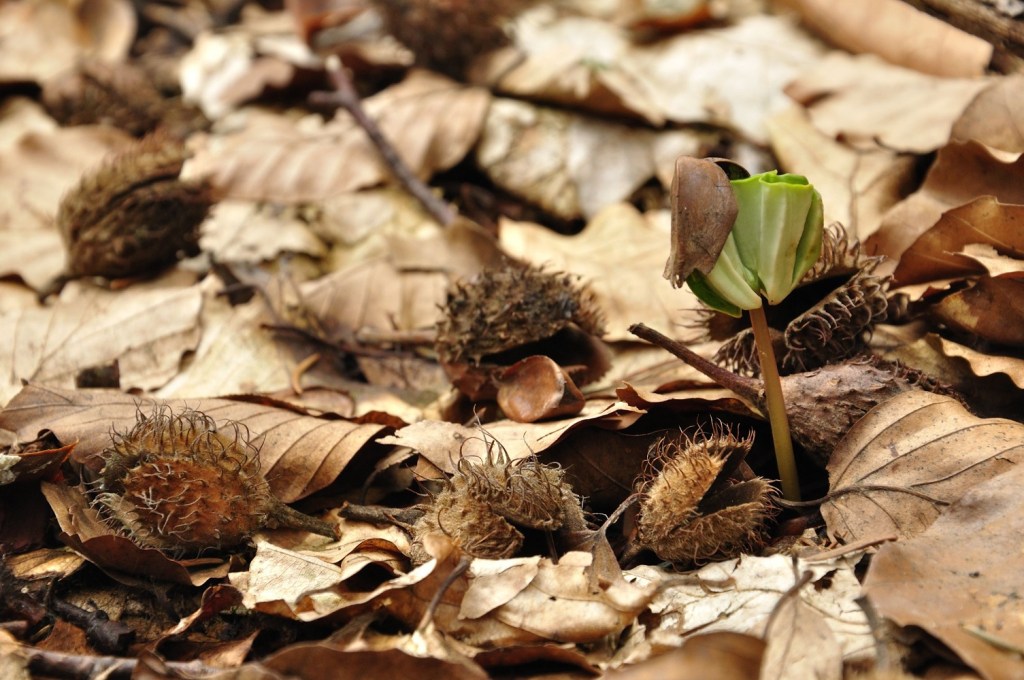 Beech seedling. Photo Credit: Julia & Staszek Pagacz. 