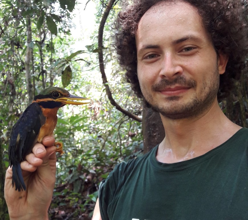 The rufous-collared kingfisher (Actenoides concretus) is a marvelous, uncommon bird to catch in the net. Photo credit Tanith Hackney-Huck.