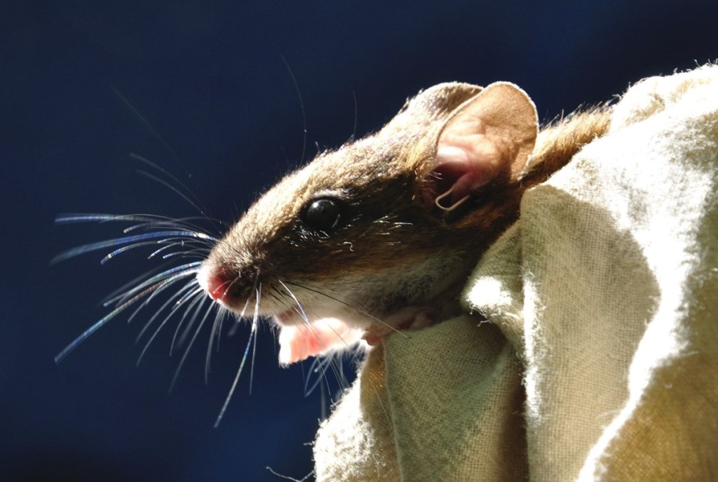 Yellow-necked mouse. These rodents and their interactions with masting trees such as beech and oak are one of the main study subjects in dr. Zwolak’s lab. Photo Credit: Julia & Staszek Pagacz. 