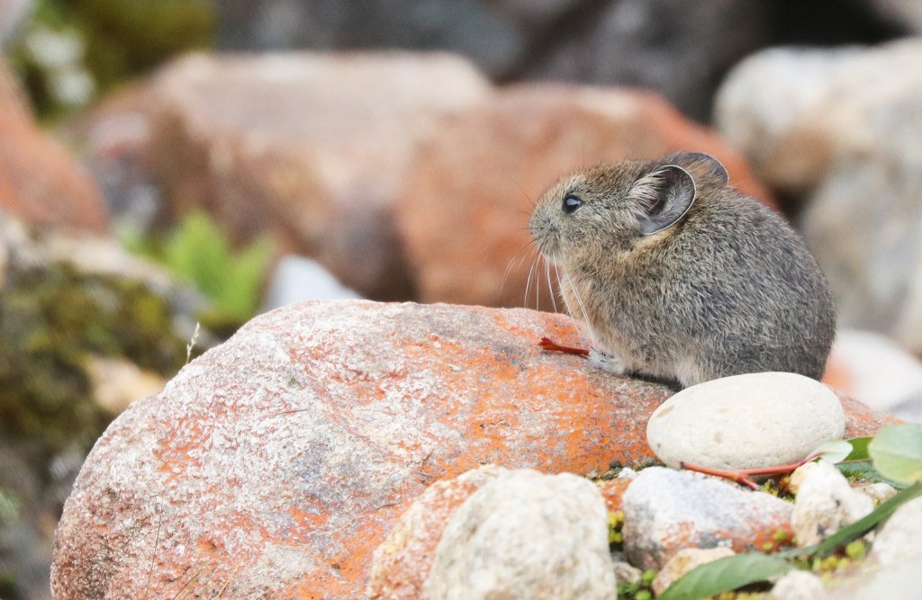 Rock-dwelling pika from Segrila mountain, Linzhi City, Tibet, China. Photo credit: Yuanbao Du.