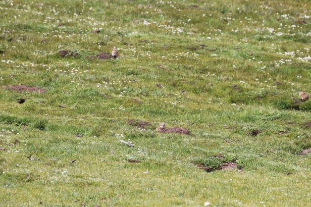 Tibetan landscape and Plateau pikas from Changdu City, Tibet, China. Photo credit: Yuanbao Du.