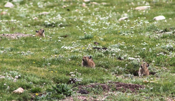 Plateau pikas from Changdu City, Tibet, China. Photo credit: Yuanbao Du.