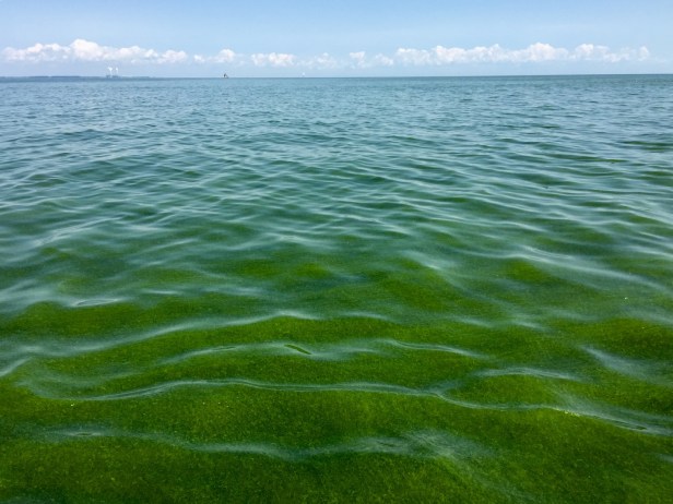 Lake Erie cyanobacteria harmful algal bloom surface scums, photo by DHLake Erie cyanobacteria harmful algal bloom surface scums, photo by DH