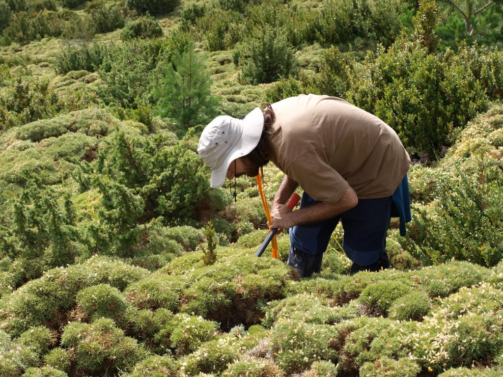 Hugo looking for hidden boxwood seedlings in Ordesa and Monte Perdido National Park.