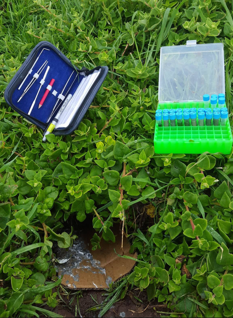 Poo sampling from a little penguin burrow. Credit: Cathy Cavallo