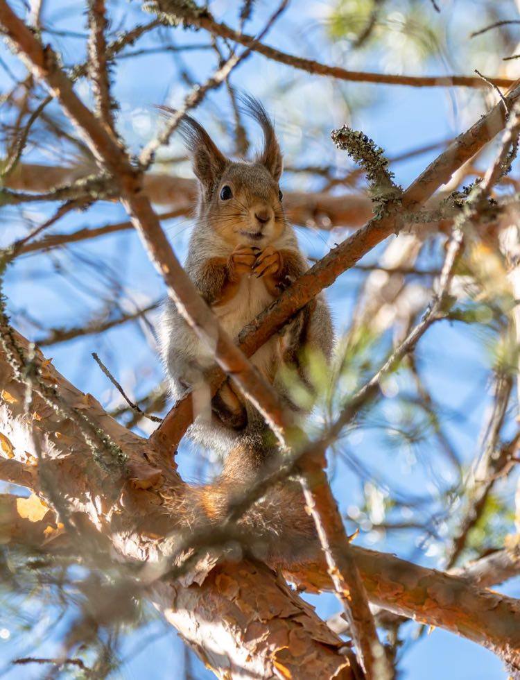Rabbit in the forests of Finland (photo by Ilze Brila).