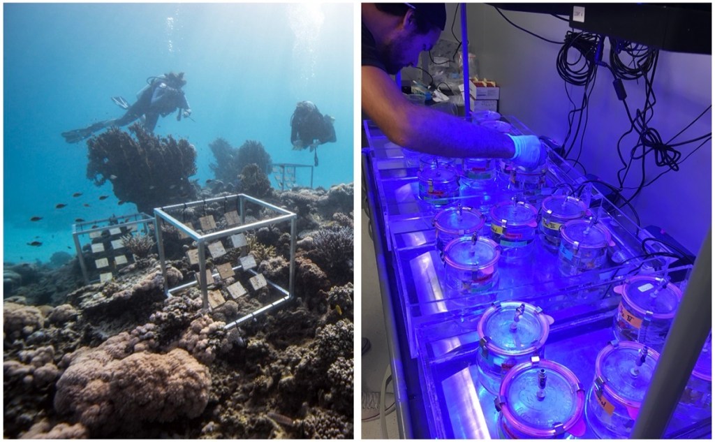 Most experiments were conducted directly in the reef (left), while dinitrogen fixation measurements were performed under controlled conditions in the laboratory (right). [Photo credit: Dr. Holger Anlauf (left), Florian Roth (right)]