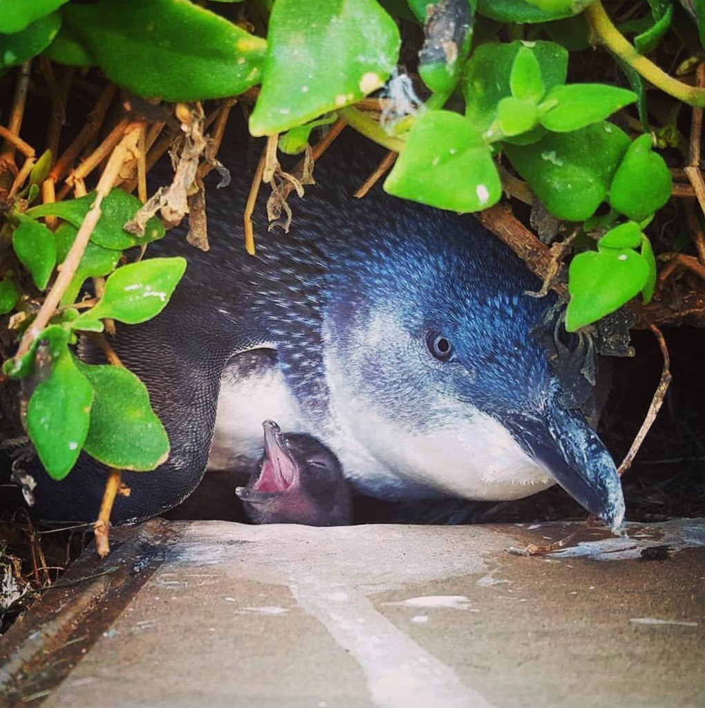 A very young chick yawns while an adult keeps a protective stance above the cardboard 'poo pad' I want to sample. Credit: Cathy Cavallo