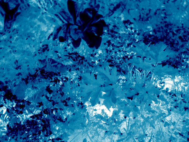 A thermal image of a meadow analyzed in this study.