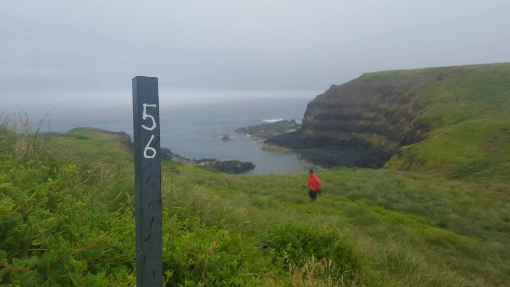 Co-author Sonia Sánchez in one of our beautiful field-sites on Phillip Island. All our monitored burrows are marked out with stakes. Credit: Cathy Cavallo